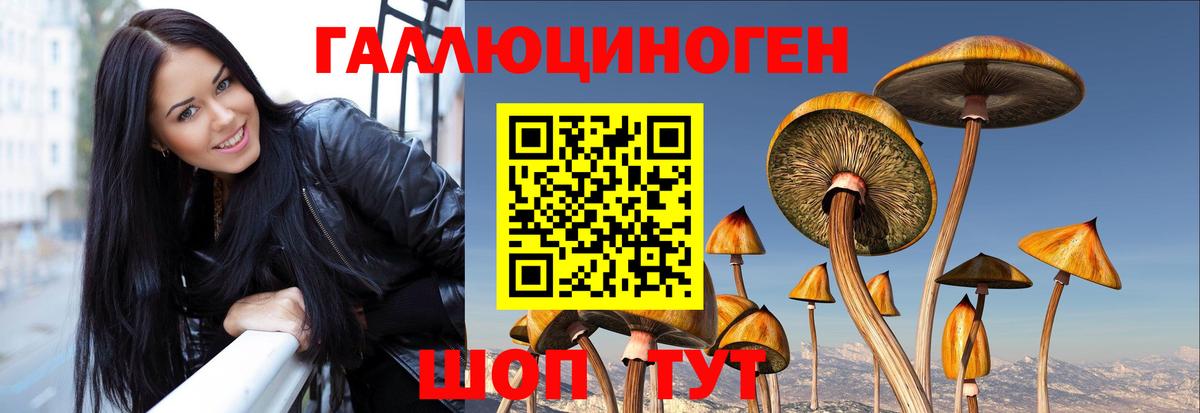 Псилоцибиновые грибы Psilocybine cubensis  Тейково  Галлюциногенные грибы Cubensis 